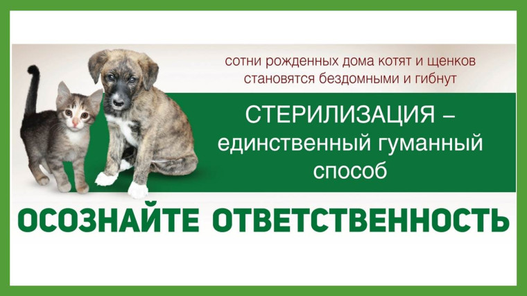 Льготная стерилизация собак и кошек. Льготная стерилизация собак и кошек.