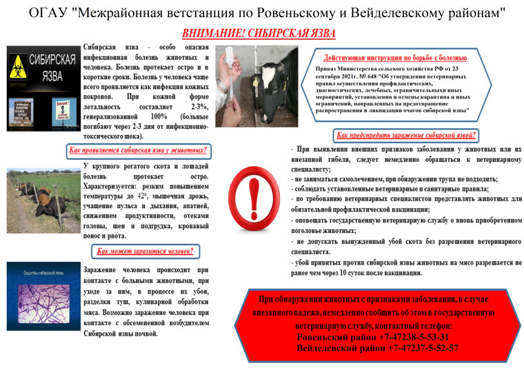 Памятка сибирская язва. Памятка сибирская язва.